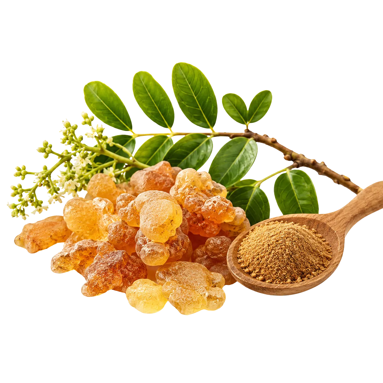 AprèsFlex Boswellia extract in the Active Move joint support formula